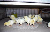 В целях обновления поголовья птицы Канашской птицефабрикой завезена очередная  партия племенных  суточных цыплят (фото №6).