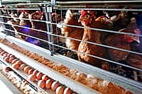 В 2024 году производство яиц в Чувашии намерены увеличить на треть (фото №1).