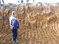 Уникальная находка экскаваторщика в Канашском районе. При строительстве очистных сооружений найден бивень мамонта (фото №1).