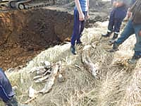 Уникальная находка экскаваторщика в Канашском районе. При строительстве очистных сооружений найден бивень мамонта (фото №2).
