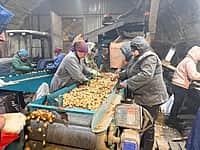 В агрофирме «Канмаш» стартовала сортировка лука-севка перед весенним сезоном.