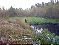 На Алатырском участке заповедника «Присурский» в фотоловушку попало купание бурых медвежат.